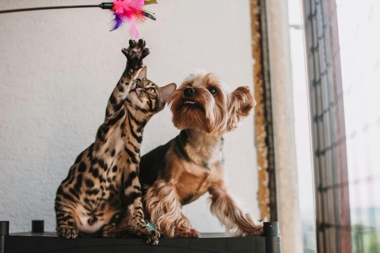 A Bengal cat and Yorkshire Terrier playfully reach for a feathered toy indoors.