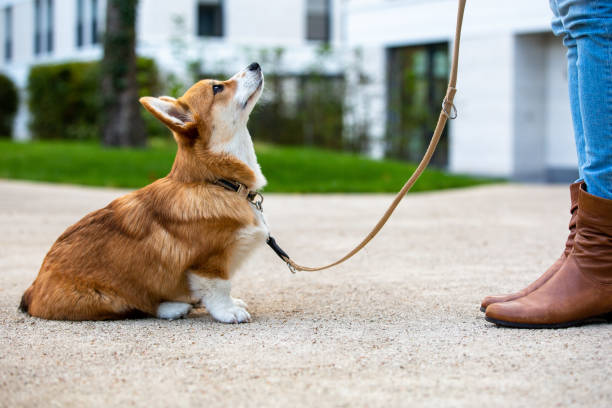 Dog Training