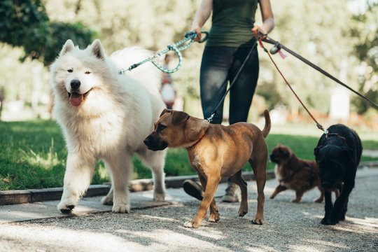 Dog Walking/Exercise