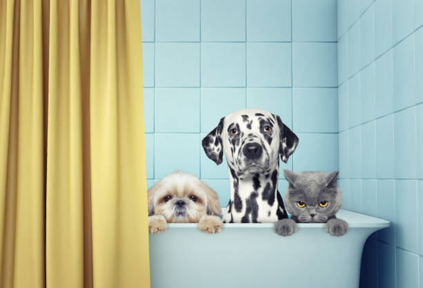 Grooming