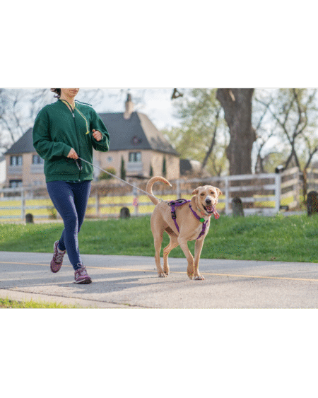 Dog Walking/ Exercise (One a Day)