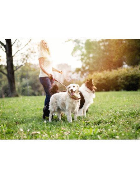 02 Pet Dog Walking/ Exercise (Twice a Day)