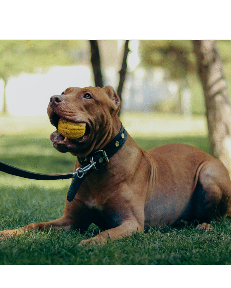 Dog Walking/ Exercise (One a Day)