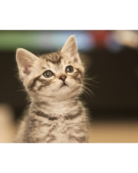 PUPPY CAT TRAINING