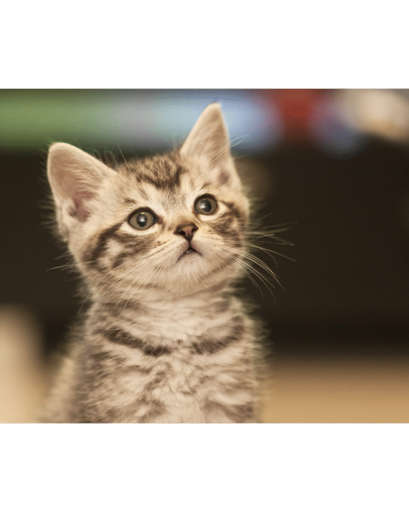 PUPPY CAT TRAINING