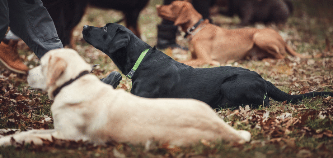 Advanced Dog Training in Delhi