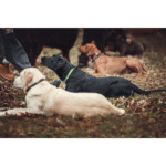 Advanced Dog Training in Delhi