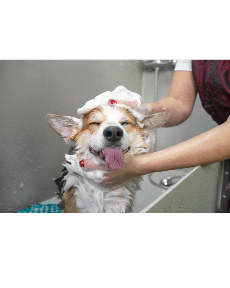 Dog Bath