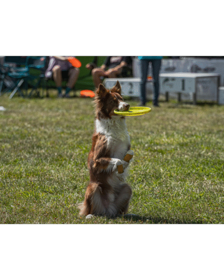 Dog SMART TRAINING
