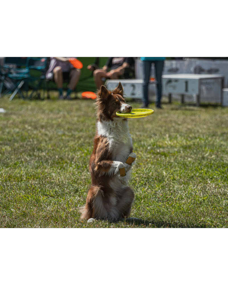 Dog SMART TRAINING
