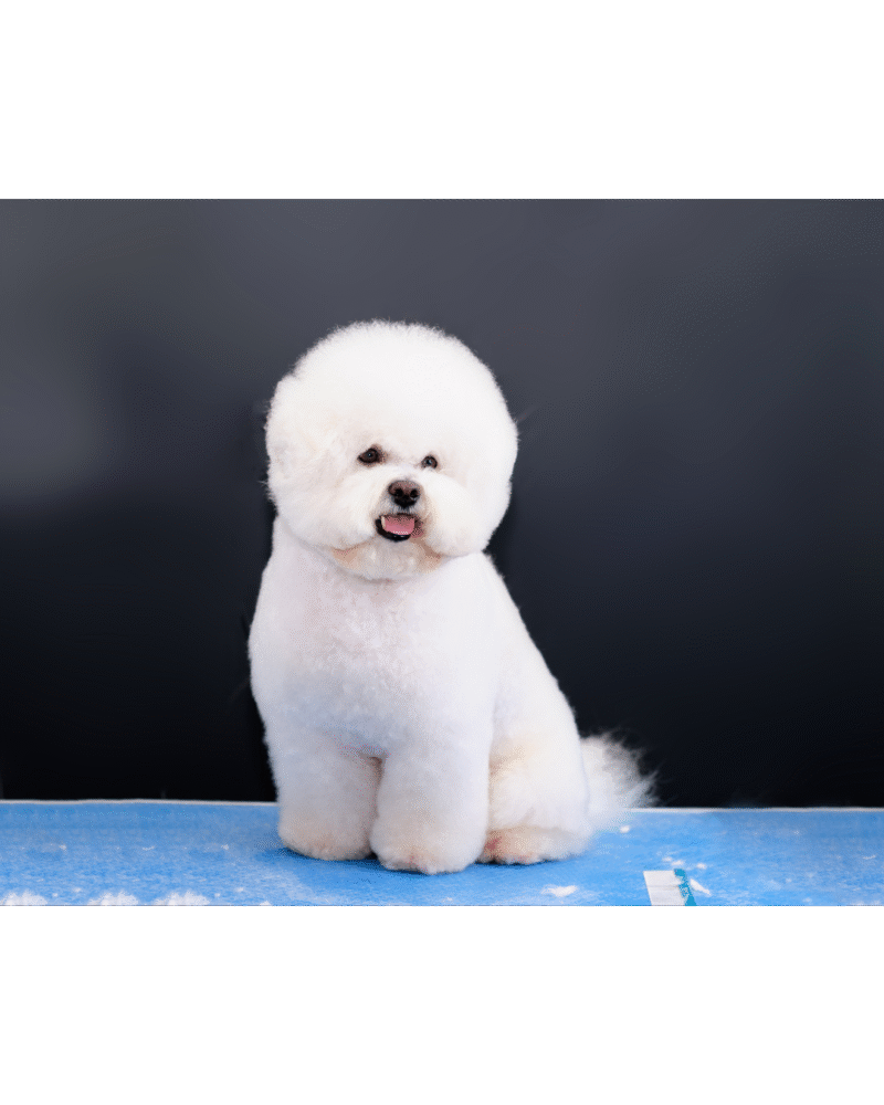 Dog Haircut
