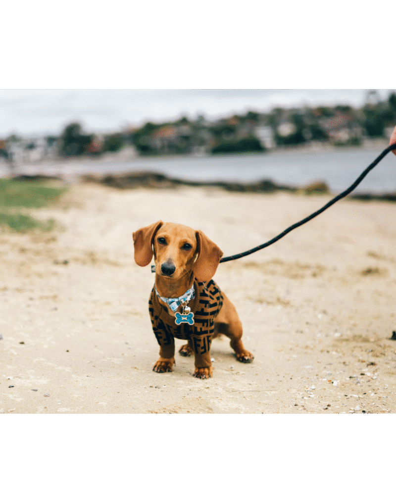 Dog Styling