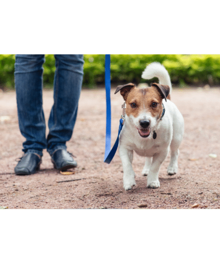Dog Walking/ Exercise (Twice a Day)