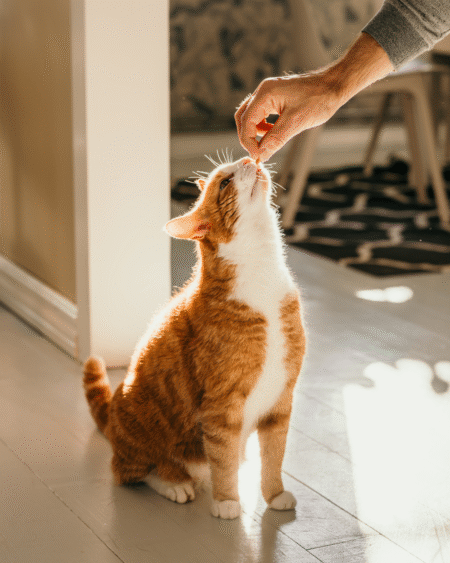 BASIC CAT TRAINING