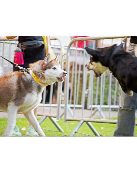 AGGRESSION BEHAVIOUR CONTROL (ABC TRAINING)