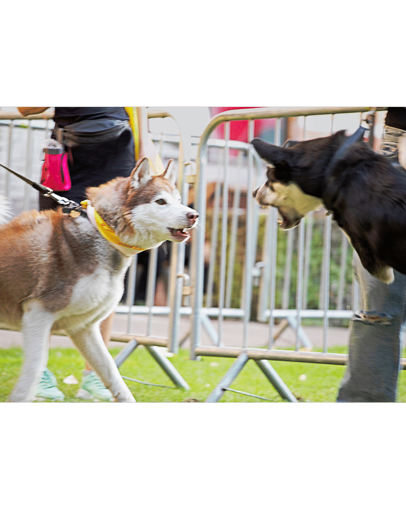 AGGRESSION BEHAVIOUR CONTROL (ABC TRAINING)