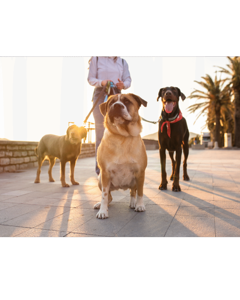 Dog Walking/ Exercise (Thrice a Day)