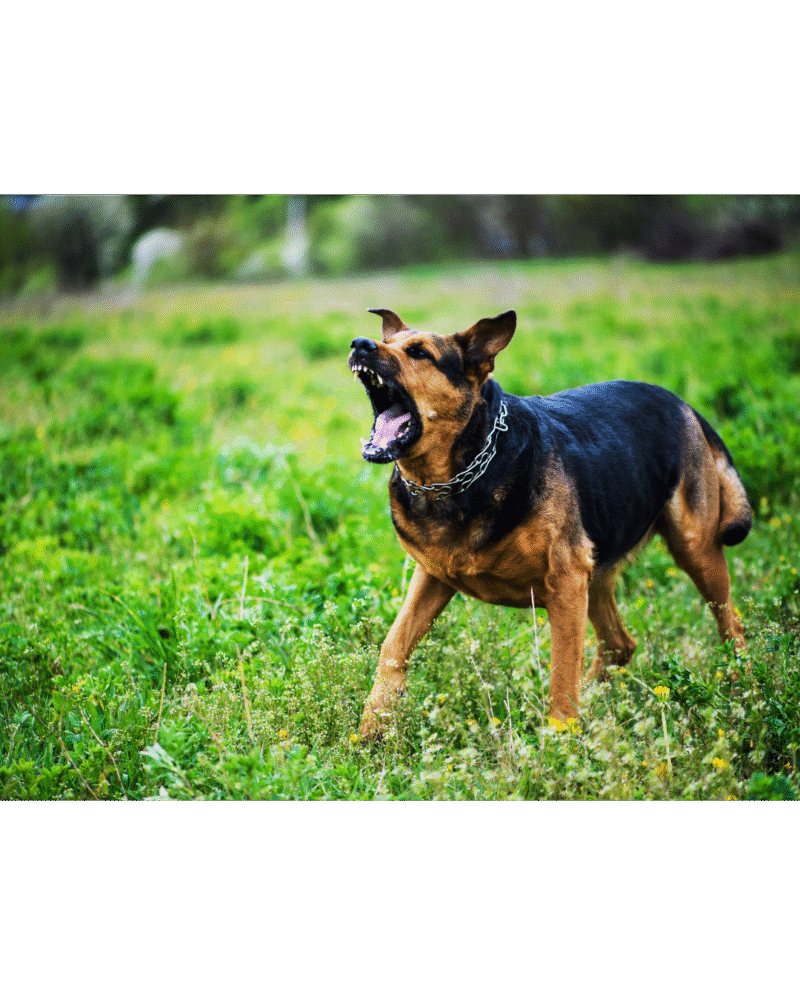 AGGRESSION BEHAVIOUR CONTROL (ABC TRAINING)