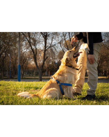 Dog Walking/ Exercise (Thrice a Day)