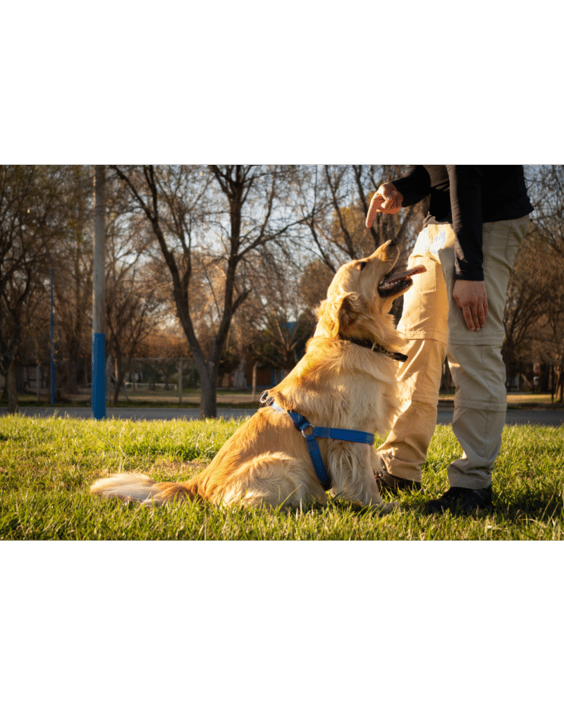 Dog Walking/ Exercise (Thrice a Day)