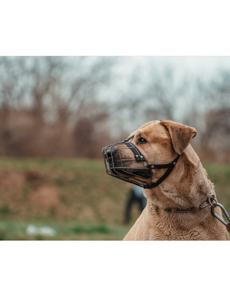 AGGRESSION BEHAVIOUR CONTROL (ABC TRAINING)