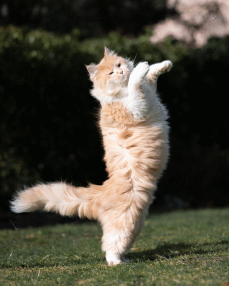 Cat SMART TRAINING (ADVANCED)