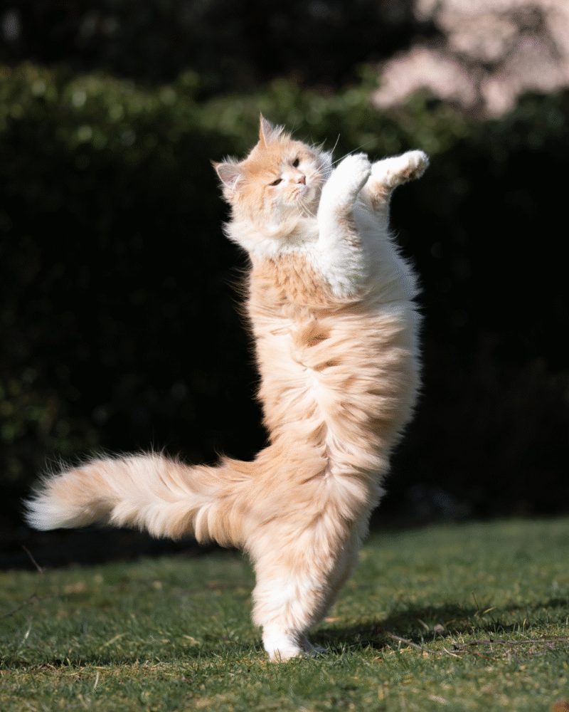 Cat SMART TRAINING (ADVANCED)