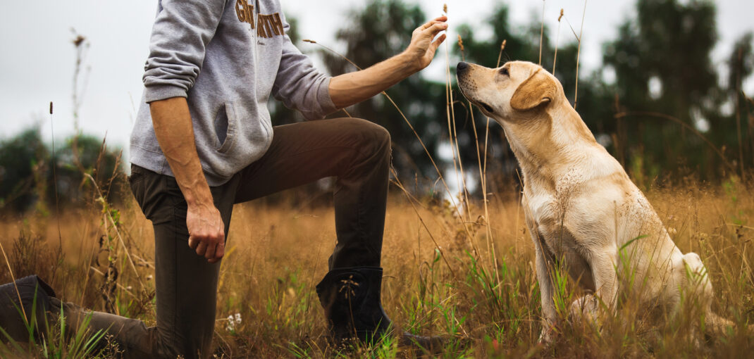 Dog Training in Delhi