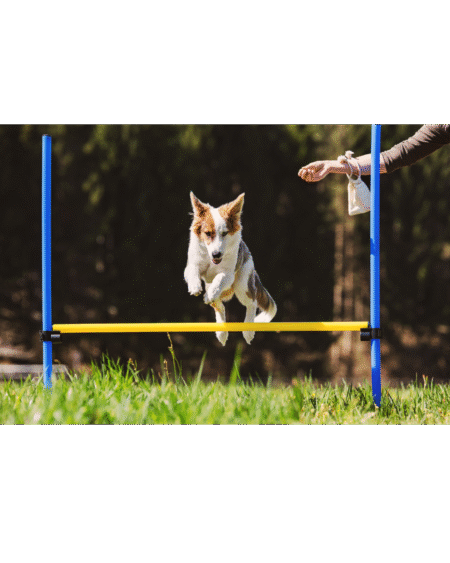 Advanced Training (Guard)