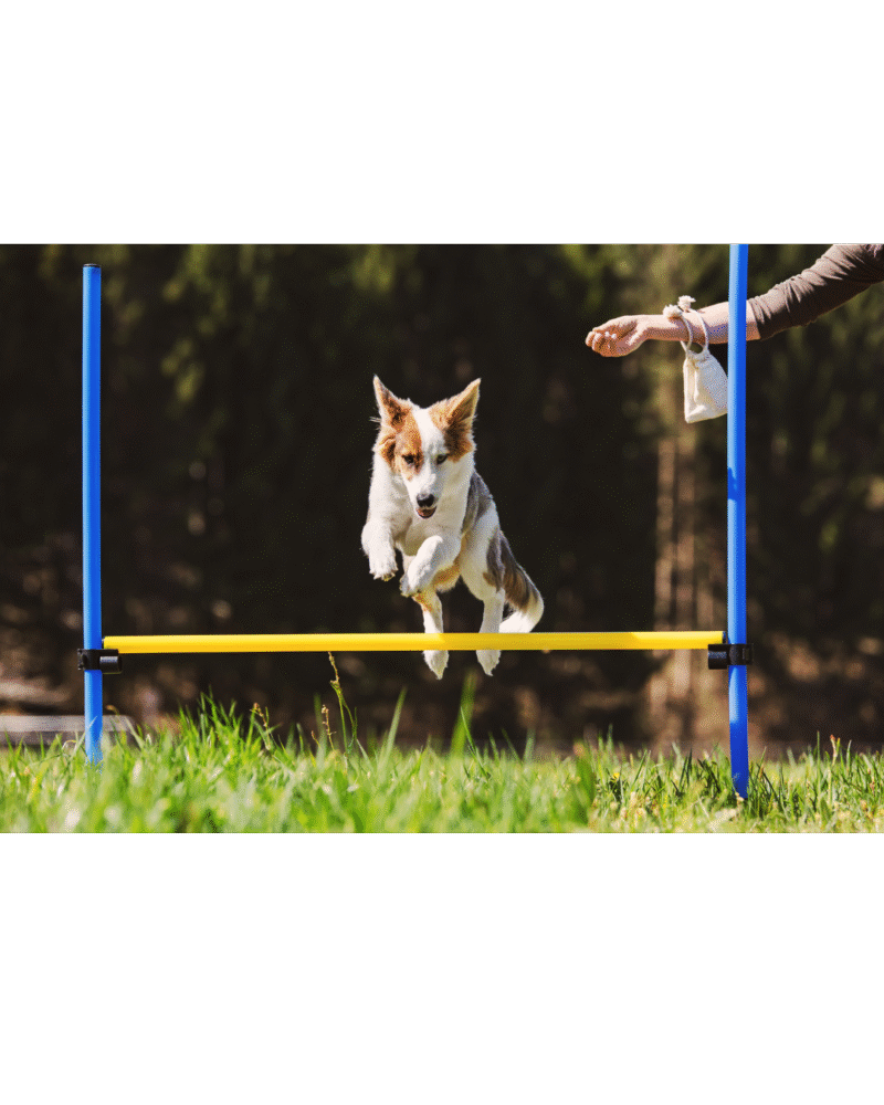Advanced Training (Guard)