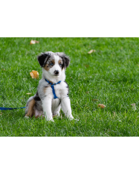Puppy Training