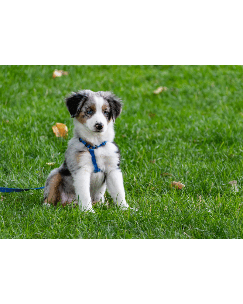 Puppy Training