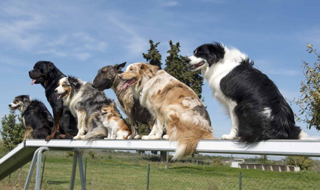Advanced Dog Training in Delhi