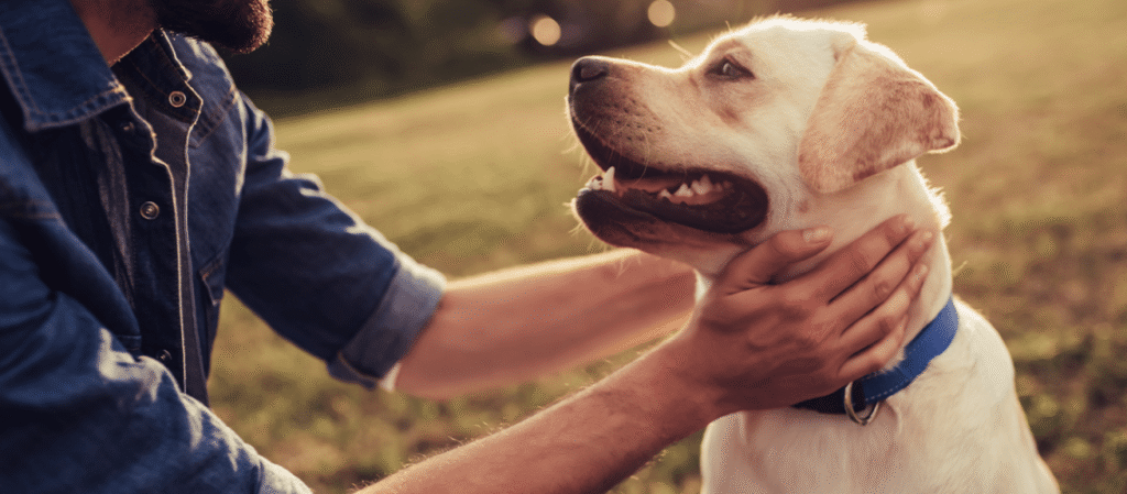 Dog Training in Delhi Scope and Growth Analysis