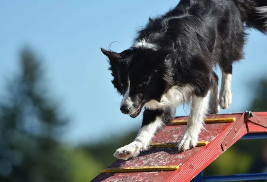 Advanced Dog Training Services in Delhi