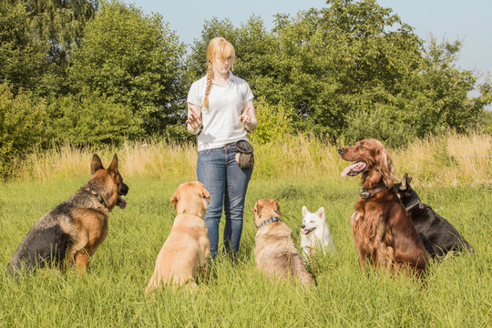 Online Dog Training Services in India Scope