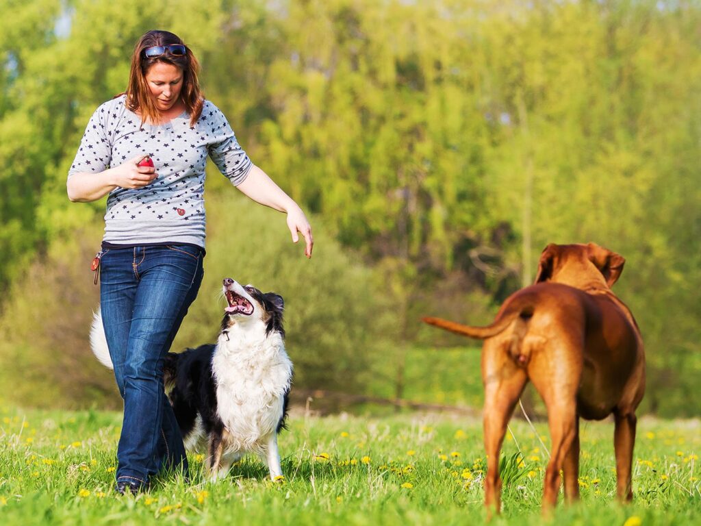 Online Dog Training Services in India Growth