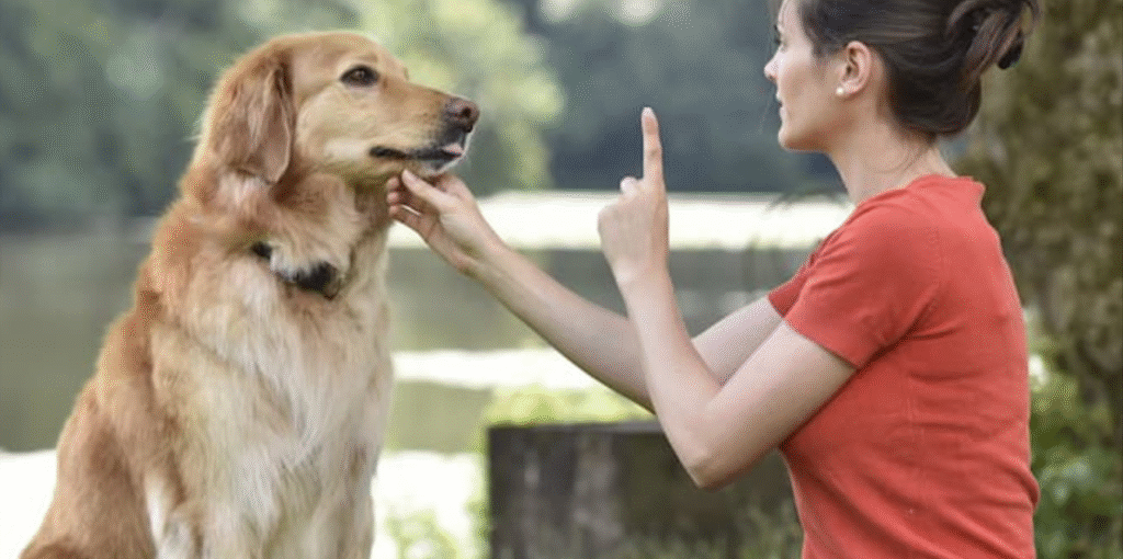 Dog Behaviour Training Services