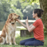 Dog Behaviour Training Services