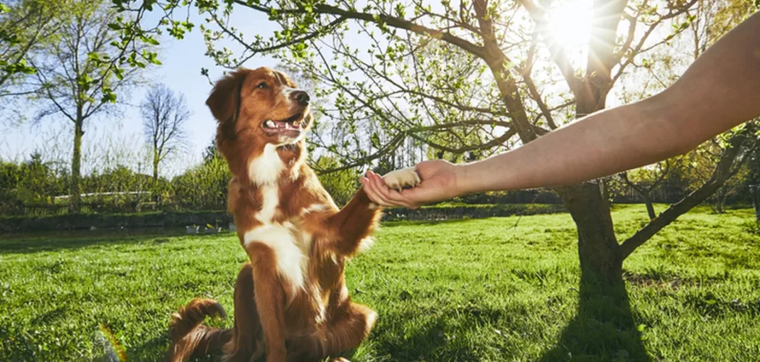 Dog Training Near Me
