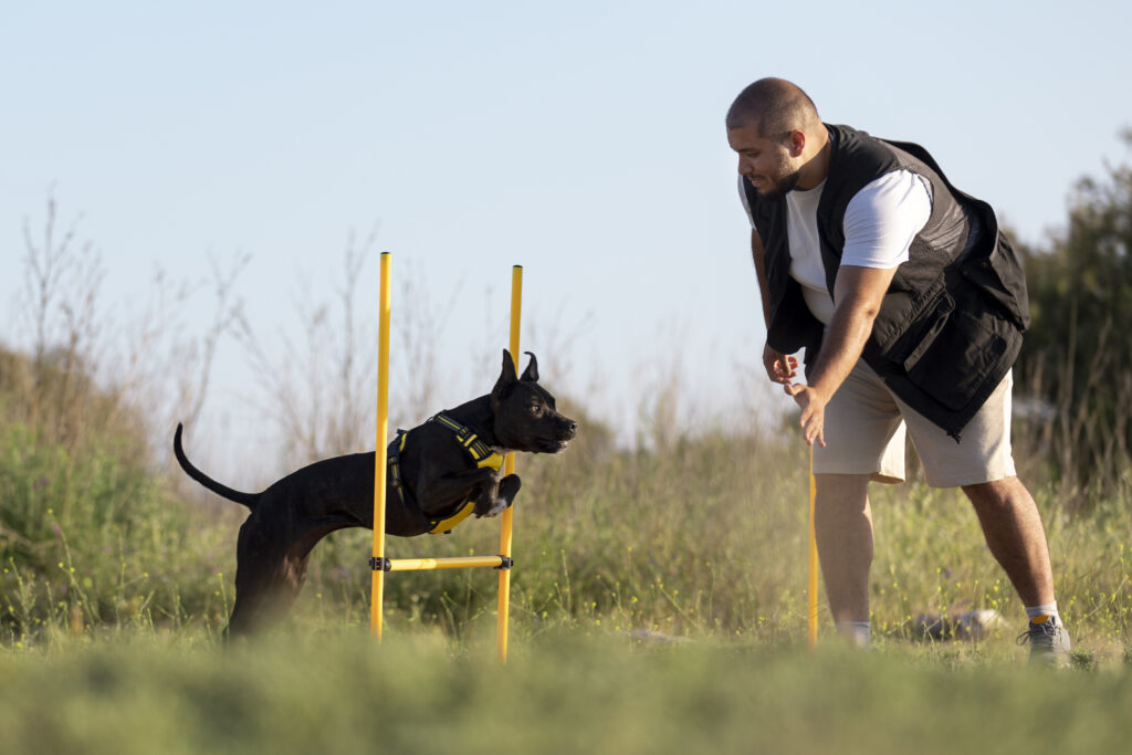 Dog Training in Pitampura