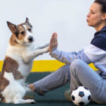 Dog Training in Gurgaon